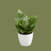 Sansevieria hahnii  mixed 12cm