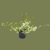 Ficus bellus sunny  6cm