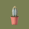 Cactus Pilosocereus Mixed 5 cm