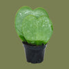 Hoya kerrii double leaf  7cm