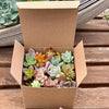 Creative Nature Monthly Subscription Box