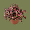 Fittonia forest flame mini  7cm