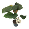 Begonia mix wings 12cm