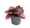 Begonia rex mixed mini 6cm