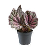 Begonia rex mixed mini 6cm