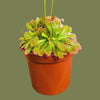 Drosera Sundews 8 cm
