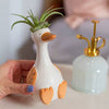 Tillandsia silly goose pot 10x15cm