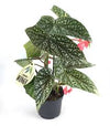 Begonia mix wings 12cm