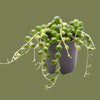 Senecio herrieanus variegata  6cm
