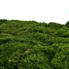 Long Moss Green 500g