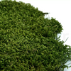 Long Moss Green 500g