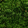 Long Moss Green 500g