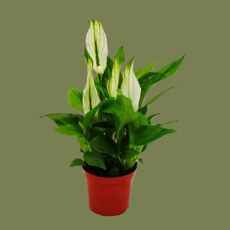 Peace lily mini 7cm – Creative Nature