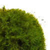 Mood Moss Light Green Bulk Box