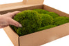 Mood Moss Light Green Bulk Box