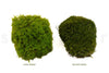 Mood Moss Light Green Bulk Box