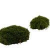 Mood Moss Nature Green Bulk Box