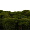 Mood Moss Nature Green 500g
