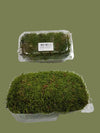 Moss pack 15cm