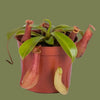 Nepenthes Rafflesiana 8 cm