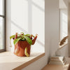 Nepenthes Rafflesiana 8 cm