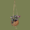 Hanging Kokedama Frame 12cm