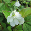 Houttuynia cordata  9cm