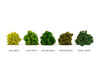 Forest Green Reindeer Moss 1kg
