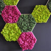 Fuchsia Reindeer Moss 1kg