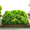 Light Green Reindeer Moss 500g