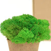 Light Green Reindeer Moss 500g