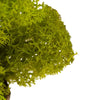 Lime Green Reindeer Moss 500g