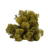 Medium Green Reindeer Moss 1kg