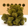 Medium Green Reindeer Moss Bulk Box