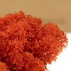 Orange Reindeer Moss 500g