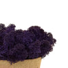 Purple Reindeer Moss 500g