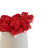 Red Reindeer Moss 500g