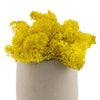 Yellow Reindeer Moss 1kg