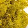 Yellow Reindeer Moss 1kg