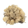Cream Reindeer Moss 1kg