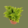 Nephrolepis green fantasy mini  7cm