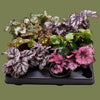Begonia rex mixed mini 6cm