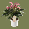 Anthurium royal zizou purple 12cm