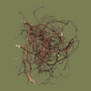 Mini Root Size 10-30 cm 80 g
