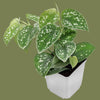 Scindapsus Philodendron mix 12mix