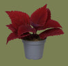 Coleus second street 6cm