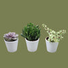Mixed Succulent in Splatter white Pot 12x25cm
