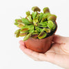 Venus Fly Traps 8 cm
