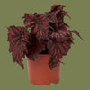 Begonia Beleaf Mix  9cm